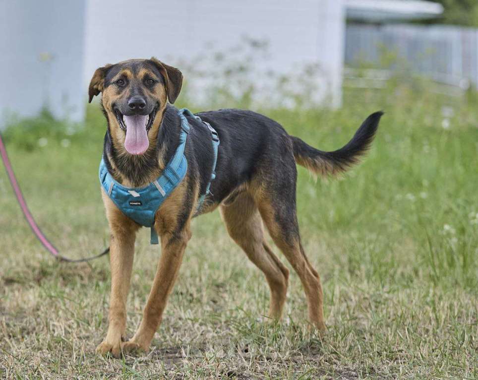 Собаки в Москве: Пеле ищет свои родителей  Мальчик, Бесплатно - фото 4