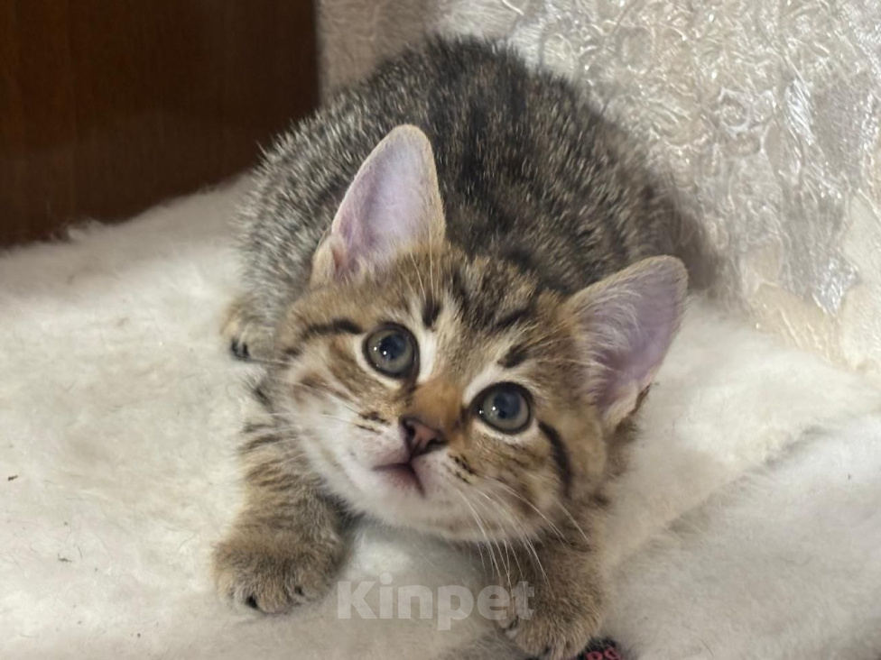 Кошки в Москве: Тигра-крошка, пузико в горошек. Котенок 2 мес в добрые руки. Девочка, Бесплатно - фото 6