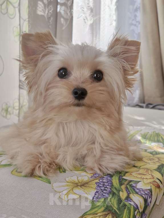 Собаки в Ростове-на-Дону: Голддаст йорк Мальчик, 30 000 руб. - фото 1