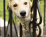 Собаки в Сергиеве Посаде: Самая милая, трепетная и чудесная девочка в поисках дома! Девочка, 1 руб. - фото 2