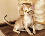 Кошки в Иваново: Сингапурские котята, редкая порода кошек Мальчик, 60 000 руб. - фото 3