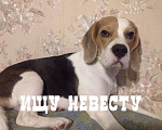 Собаки в Ногинске: Вязка Бигль, 1 руб. - фото 1