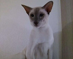 Кошки в Болхове: Вязка ориентальный кот, 4 000 руб. - фото 1