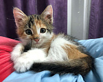 Кошки в Саяногорске: Котёнок-девочка Девочка, Бесплатно - фото 2