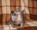 Кошки в Москве: Котята в добрые руки Девочка, Бесплатно - фото 4