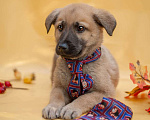 Собаки в Москве: Красивые щенки в дар, Бесплатно - фото 9