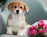 Собаки в Санкт-Петербурге: Щенок вельш-корги пемброк Девочка, 80 000 руб. - фото 2