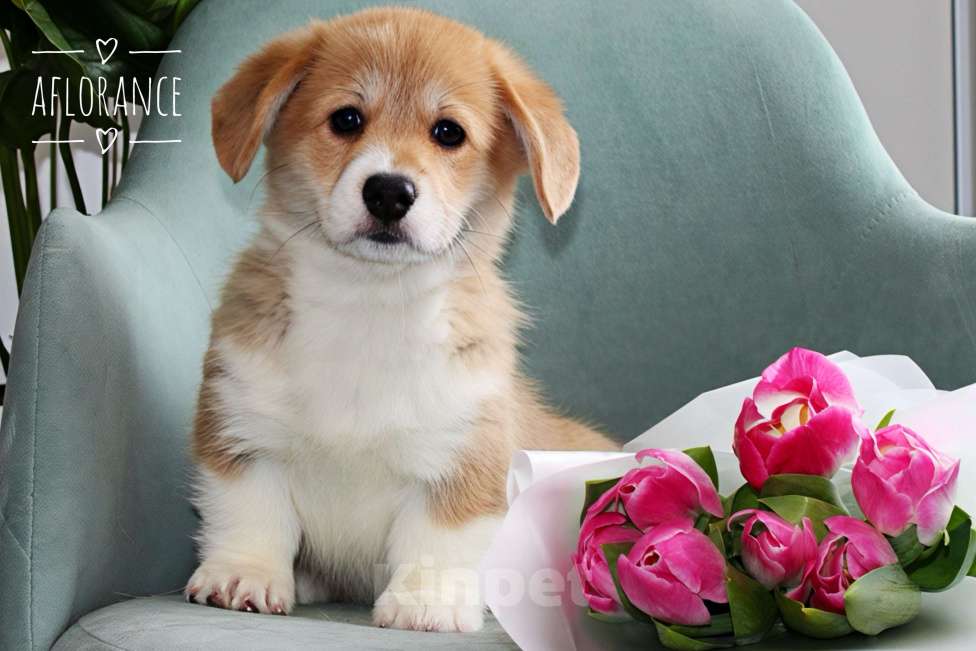 Собаки в Санкт-Петербурге: Щенок вельш-корги пемброк Девочка, 80 000 руб. - фото 2