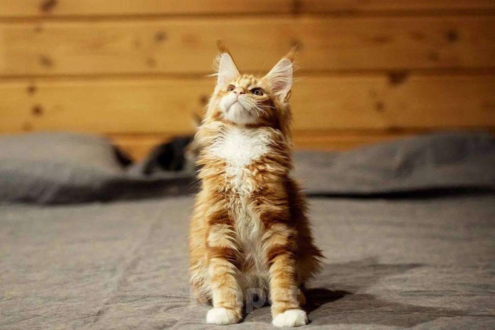 Кошки в Москве: Мейн-кун котята красные Мальчик, 80 000 руб. - фото 1