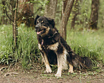 Собаки в Москве: Лури ищет дом Девочка, Бесплатно - фото 5