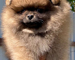 Собаки в Санкт-Петербурге: Померанский шпиц щенки Мальчик, 21 000 руб. - фото 9