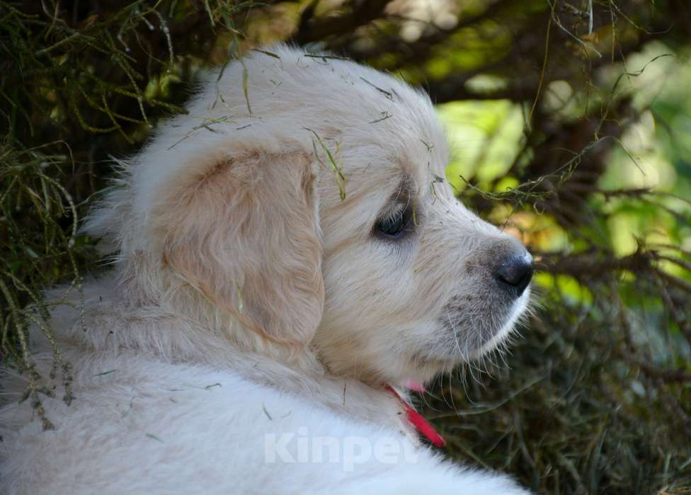 Собаки в Москве: Щенки золотистого ретривера. Мальчик, Бесплатно - фото 4