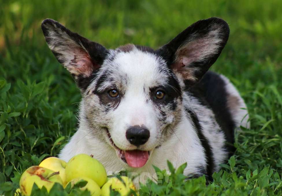 Собаки в других городах Белгородской области: Мальчишка Бемен Мальчик, 80 000 руб. - фото 3