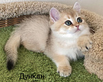 Кошки в Ковровом: Котёнок британской золотой шиншиллы  Мальчик, 50 000 руб. - фото 5