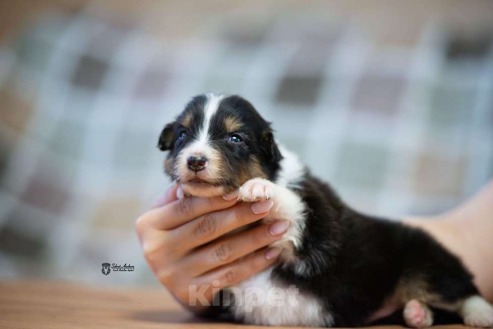 Собаки в Москве: Австралийская овчарка, аусси Мальчик, 50 000 руб. - фото 2