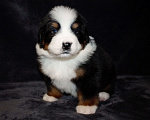 Собаки в других городах Московской области: Бернский зенненхунд Девочка, 70 000 руб. - фото 8