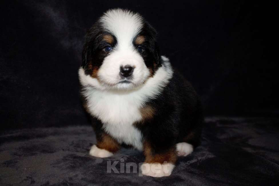 Собаки в других городах Московской области: Бернский зенненхунд Девочка, 70 000 руб. - фото 8