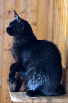 Котик в любимочки