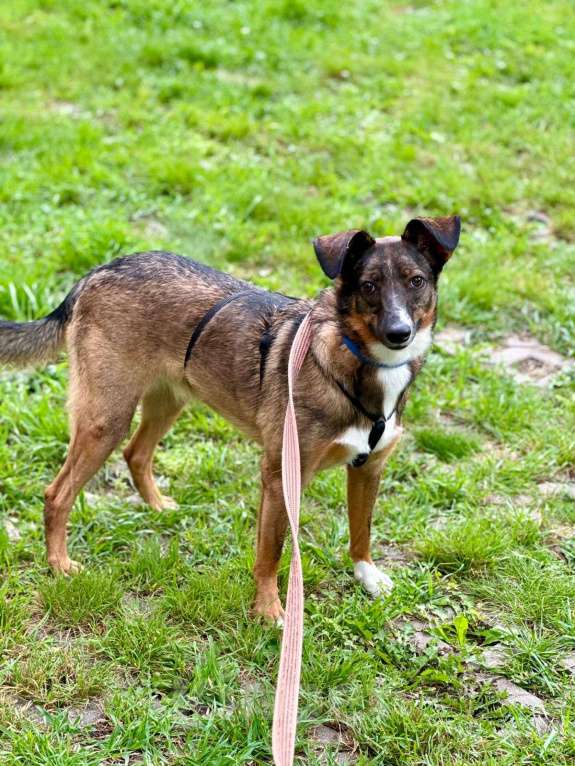 Собаки в Москве: Ждет Своих очень долго. Собака Поня в добрые руки Девочка, Бесплатно - фото 3