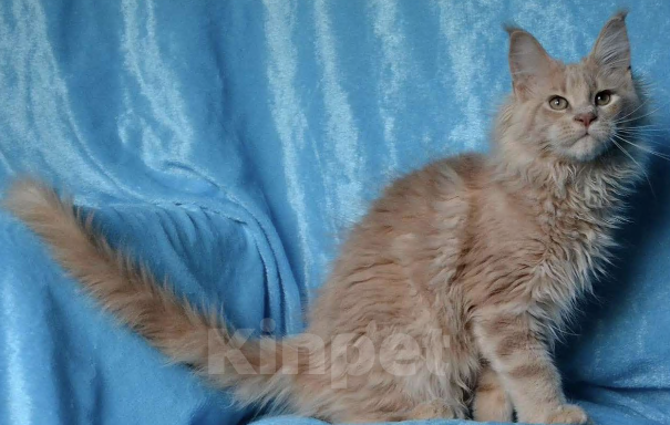 Кошки в Отрадном: Котята мейн-кун Разнополые, 30 000 руб. - фото 2