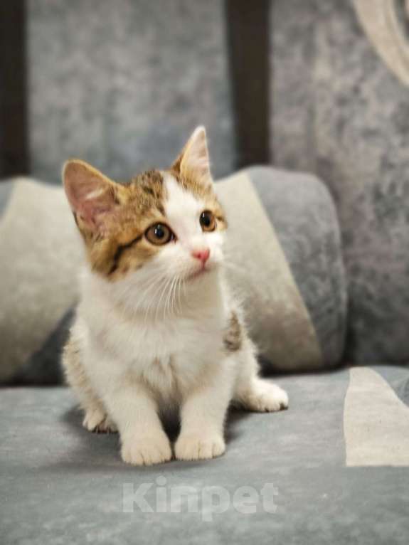 Кошки в Красногорске: Маленькая Мишель 1,5 месяца ждет родителей  Девочка, Бесплатно - фото 4