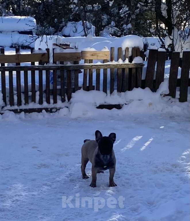 Собаки в Санкт-Петербурге: Шикарный мальчик французского бульдога Мальчик, 45 000 руб. - фото 5