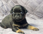 Собаки в Москве: Мини ротвейлер черно-подпалый пти брабансон  Мальчик, 80 000 руб. - фото 2