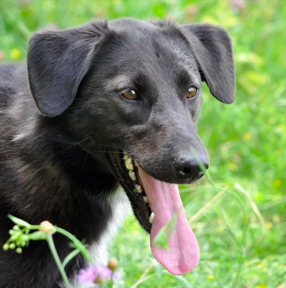 Собаки в Москве: Вильма Девочка, Бесплатно - фото 2