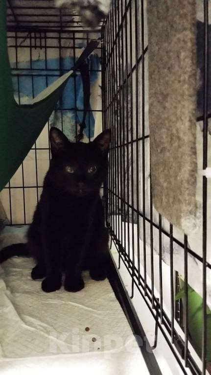 Кошки в Санкт-Петербурге: 🌟ФЛИНТ ИЩЕТ ДОМ  Мальчик, Бесплатно - фото 4