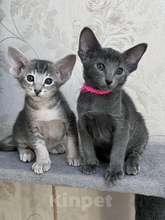 Кошки в Москве: Ориентальная малышка Beatris Беатрис Девочка, 60 000 руб. - фото 2