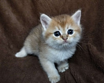 Кошки в Ногинске: Котенок шотландскся золотая шиншилла прямоухий Мальчик, 15 000 руб. - фото 1
