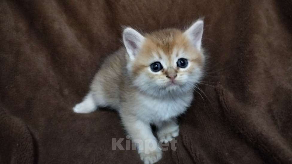 Кошки в Ногинске: Котенок шотландскся золотая шиншилла прямоухий Мальчик, 15 000 руб. - фото 1