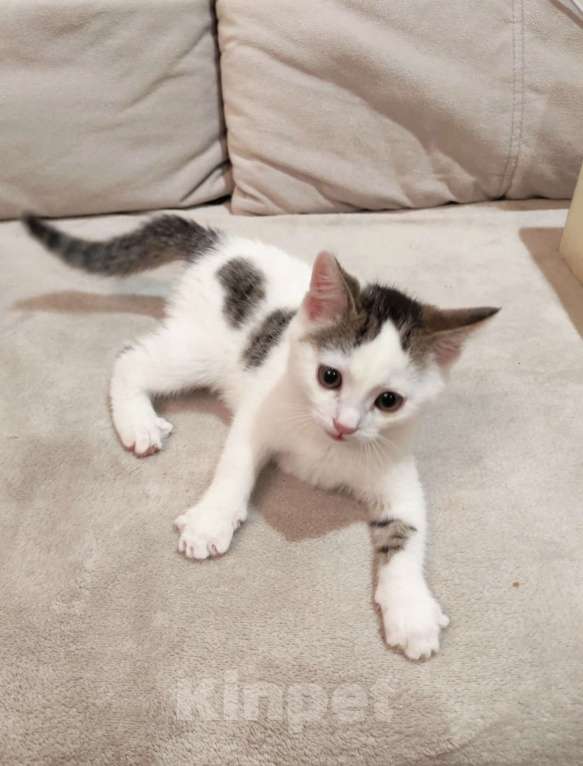 Кошки в Воскресенске: Котёнок(мальчик) ищет хозяина  Мальчик, Бесплатно - фото 2
