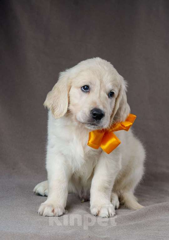 Собаки в Боровске: зефирки  Девочка, Бесплатно - фото 3