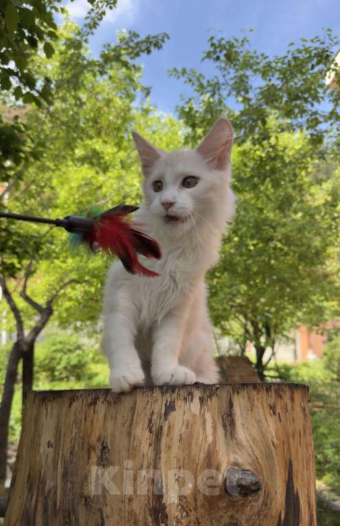 Кошки в Новосибирске: Котик мейн-кун Мальчик, Бесплатно - фото 4