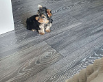 Собаки в Краснодаре: Щенок Йоркширский Терьера Мальчик, 25 000 руб. - фото 3