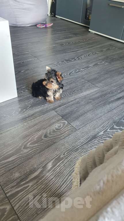 Собаки в Краснодаре: Щенок Йоркширский Терьера Мальчик, 25 000 руб. - фото 3