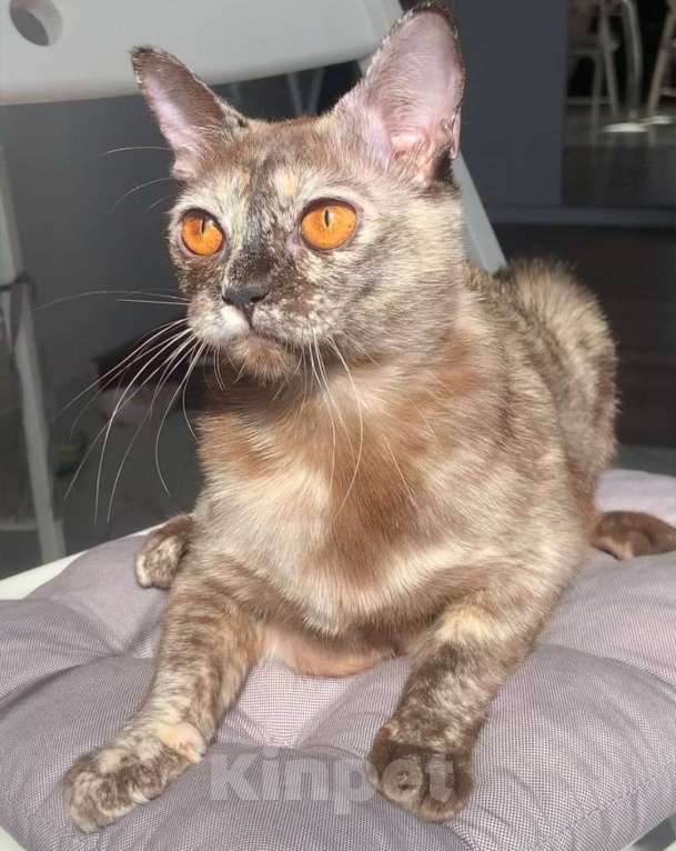 Кошки в Красноярске:    БУРМАНСКАЯ КОШЕЧКА Девочка, 35 000 руб. - фото 8