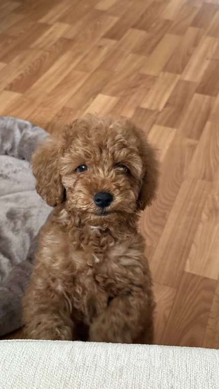 Собаки в Набережных Челнах: Щенок той-пуделя Мальчик, 50 000 руб. - фото 3