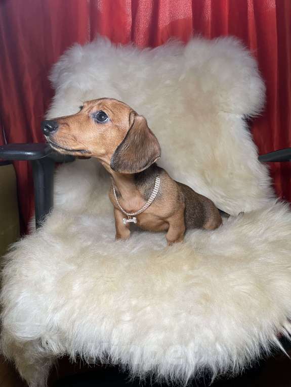 Собаки в Москве: Такса миниатюрная мальчик клубный Мальчик, 45 000 руб. - фото 8