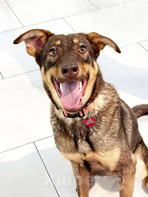 Собаки в Москве: Улыбается Девочка, Бесплатно - фото 1