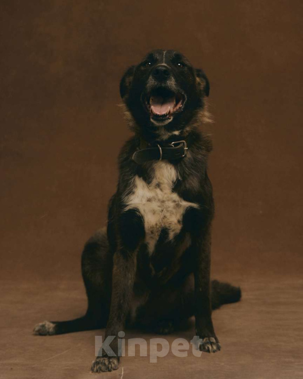 Собаки в Москве: Марли 5 лет, пес с золотым характером ищет дом Мальчик, Бесплатно - фото 1