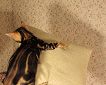 Кошки в Краснодаре: Шёлковый мраморный бенгал для души и в разведение Мальчик, 15 000 руб. - фото 8