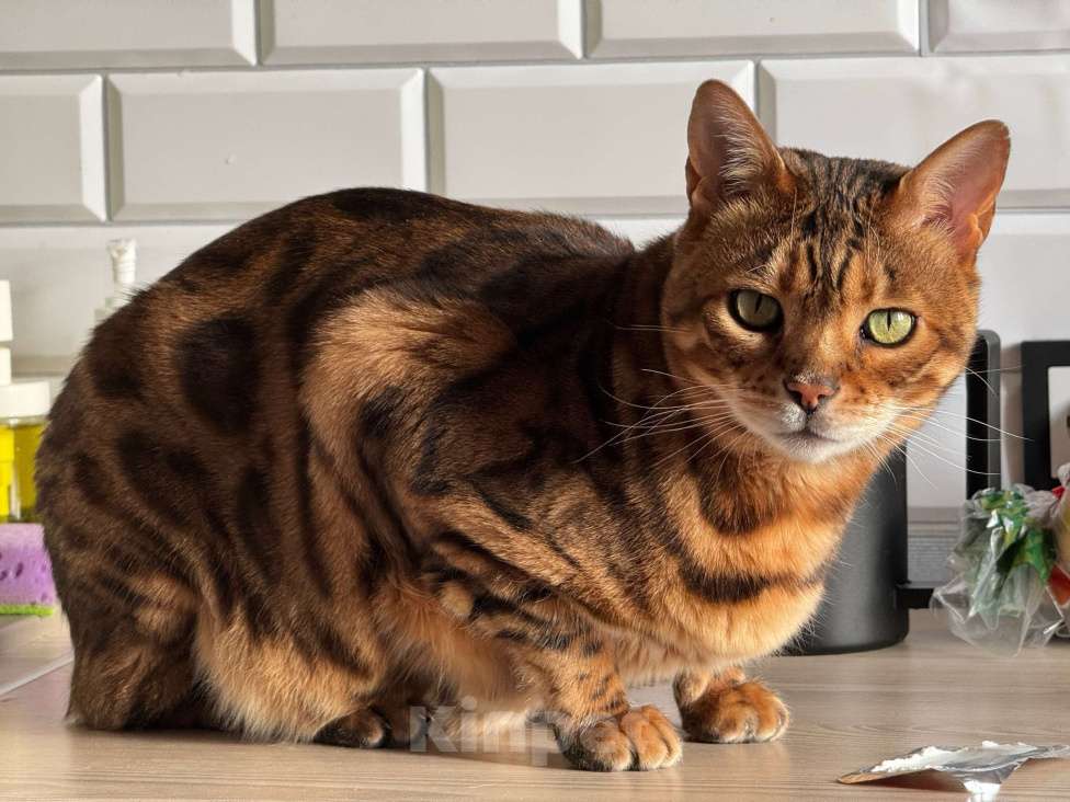 Кошки в других городах Московской области: ДОМА!!!!!! Мальчик, 20 000 руб. - фото 7