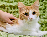 Кошки в Москве: Юная рыжая кошечка Лисан ищет дом.  Девочка, Бесплатно - фото 1