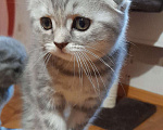 Кошки в Калуге: Шотландские котята Девочка, 30 000 руб. - фото 8