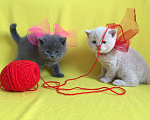 Кошки в Артёмовске: Счастье есть - плюшевые котята, 8 000 руб. - фото 3