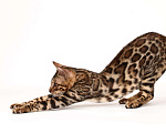 Кошки в Ардоне: Бенгальская кошка, 13 000 руб. - фото 1