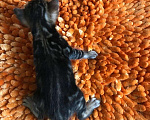 Кошки в Острогожске: Бенгальские котята редкого окраса, 5 000 руб. - фото 7