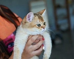 Кошки в Ярославле: Британская золотая шиншилла Девочка, 25 000 руб. - фото 4